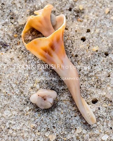 Shells.
