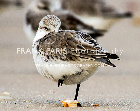 Sanderling