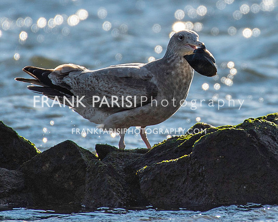 Sandy Hook seagull with lunch.