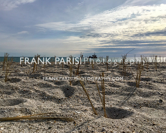 Re-planting dune grass, Lavallette.