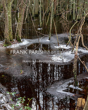 Pine barrens pool.