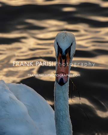 Swan at sunset.