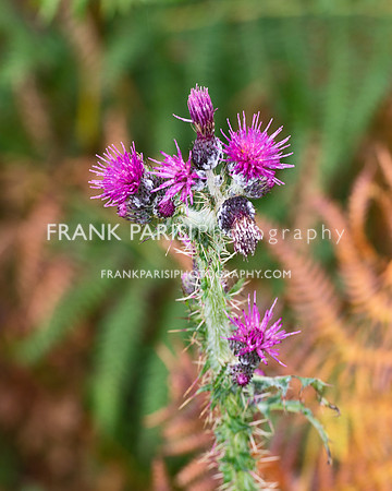 Irish Thistle