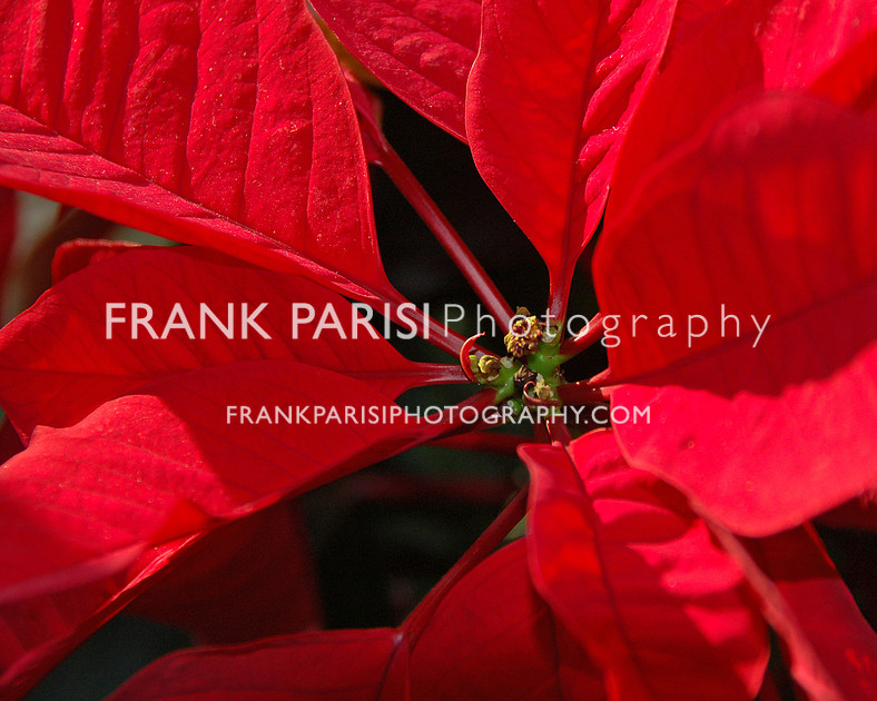 Poinsettia closeup