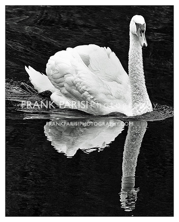 Swan.