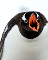 Antarctica