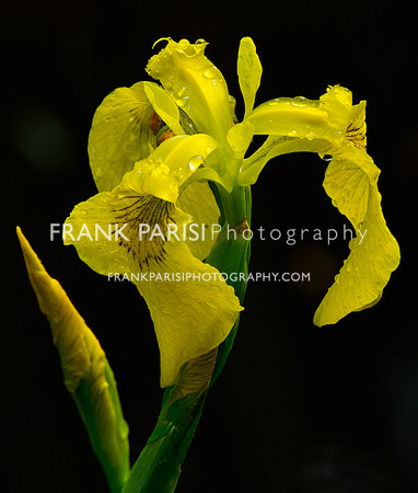 Swamp lily.